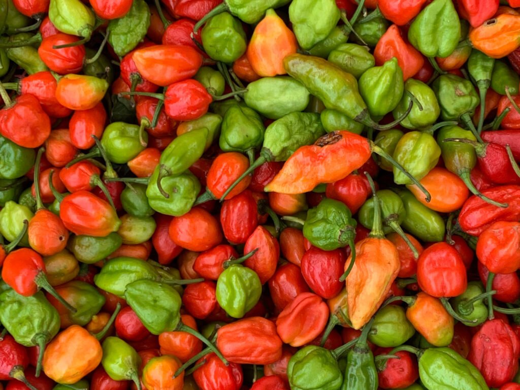 Naga Chilli (Ghost Pepper)